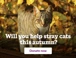 Autumn appeal