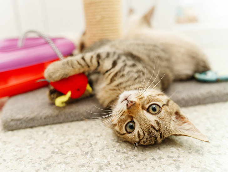 Cerebellar Hypoplasia | Disabled Cats | Cats Protection