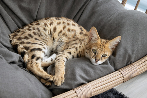 a brown spotted Savannah cat