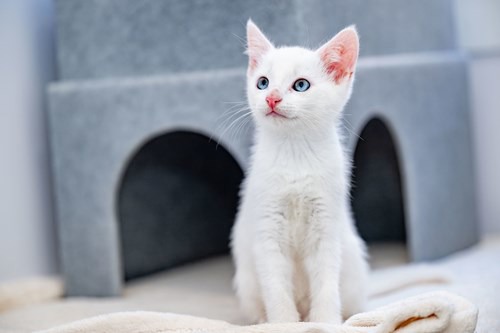 White kitten with blue eyes