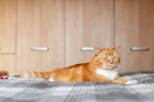 long-haired ginger-and-white cat lying on a grey blanket with their eyes half closed