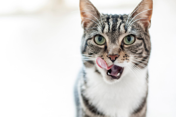 Can cats have sugar?