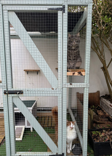 A long-haired grey tabby cat sit on a wooden shelf inside a catio looking out into the garden. Sitting on the floor of the catio below is a long-haired ginger-and-white cat