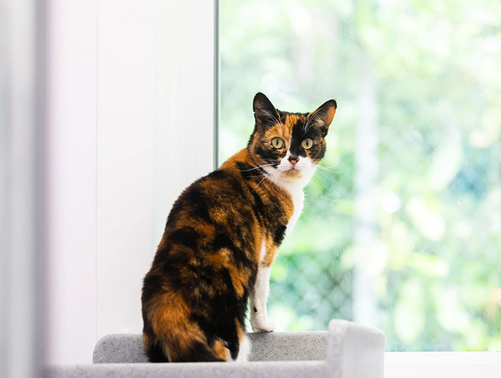 Cat losing weight and peeing everywhere top