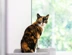 A tortoiseshell and white cat next to a window