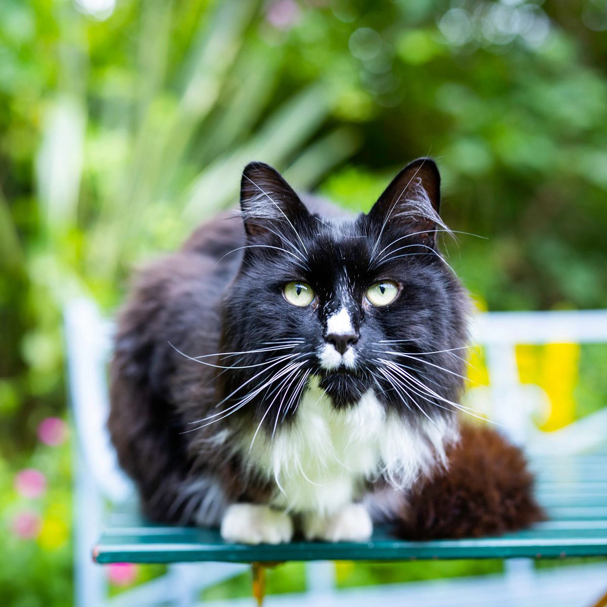 Time’s ticking to vote for the UK’s top cats