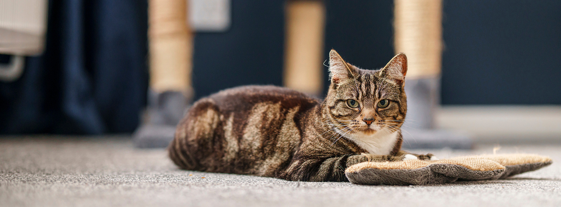 Feline leukaemia virus