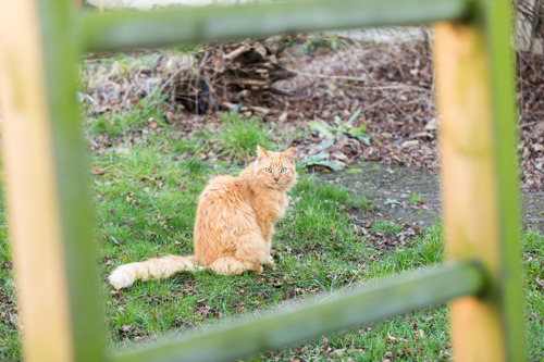 A long-haired ginger cat sitting on grass. The photo is taken through the gap in a wooden ladder which is blurred in the foreground