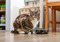 A tabby cat next to a bowl in a kitchen
