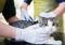 Tabby-and-white cat held by gloved hands during a veterinary examination.