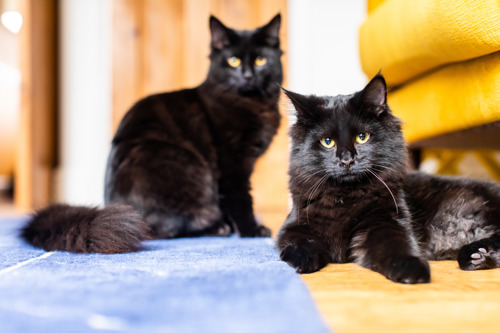 Two black cats