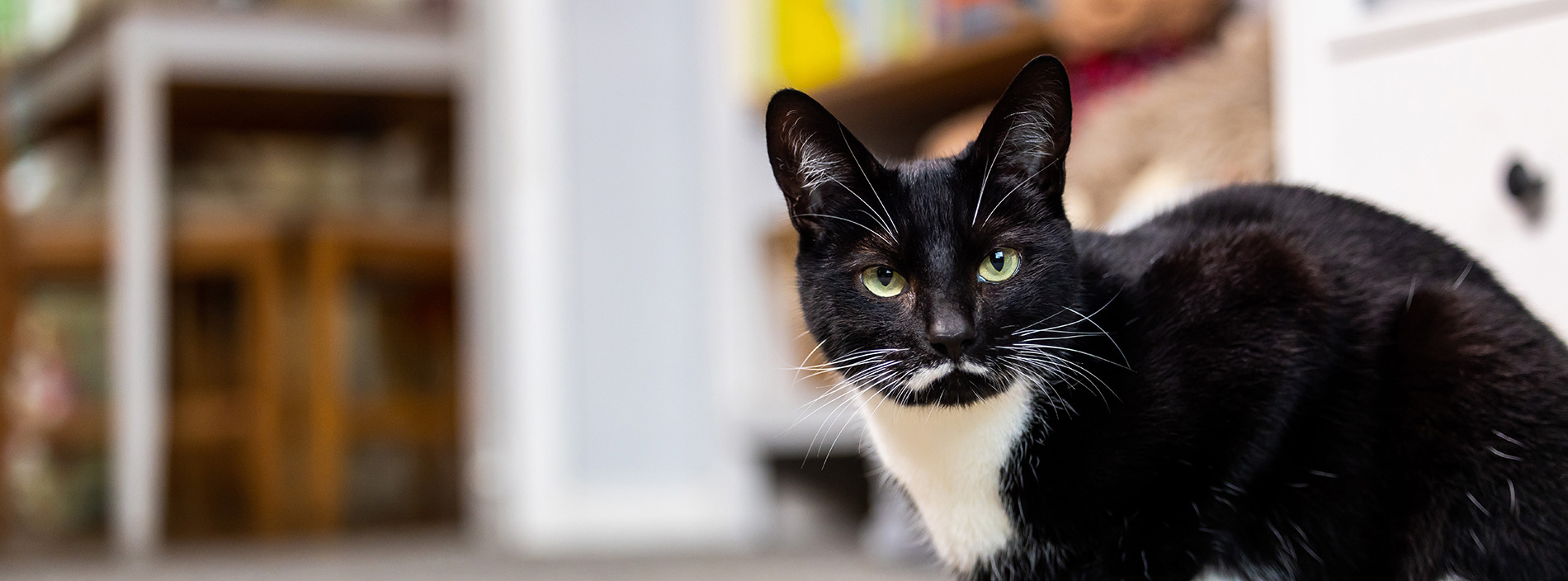 Pet insurance for cats