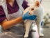 Neutering Your Cat