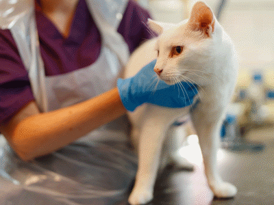 Neutering and Spaying | What We Do | Cats Protection