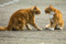 Two ginger cats staring at each other and looking stressed outdoors