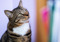 brown tabby cat with bib of white fur