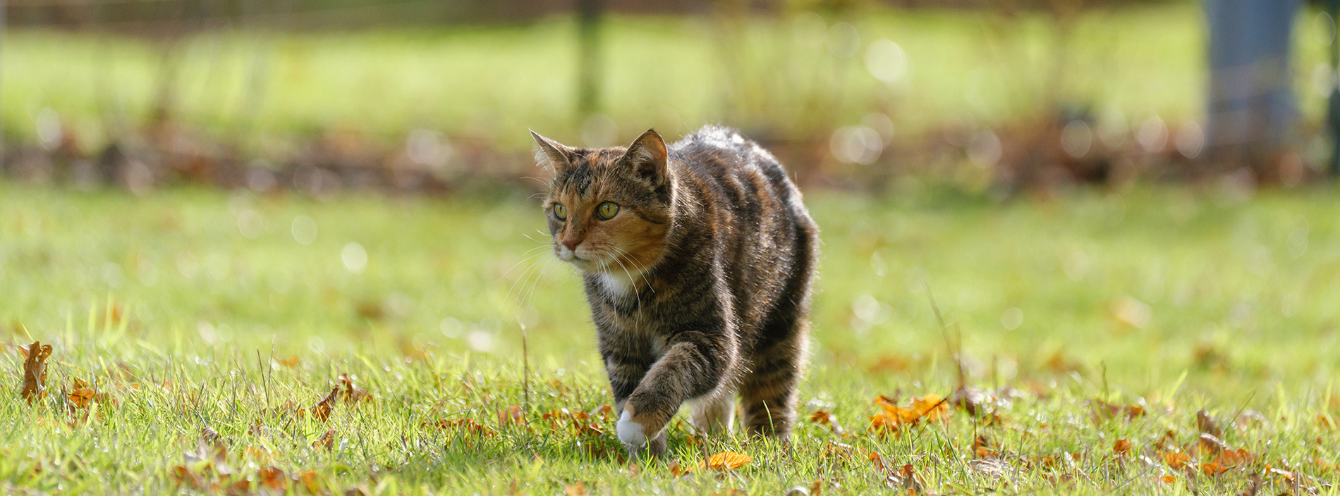 Lost a cat