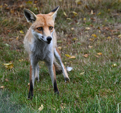 A fox standing on grass facing the camera