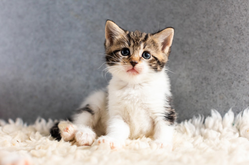 brown tabby-and-white kitten sitting on white fleece blanket in front of grey background