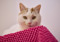 ginger-and-white tabby cat peering over pink blanket