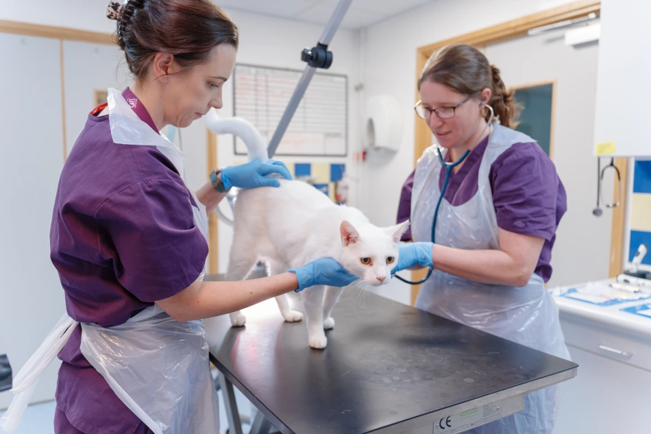 How We Support Neutering