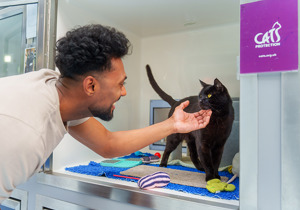 Adopt A Cat Find A Cat To Adopt Cats Protection adopt-a-cat-find-a-cat-to-adopt-cats-protection
