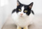 Black-and-white cat