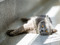 Grey cat lying on a floor in sunlight, looking towards the camera.
