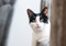a black-and-white cat