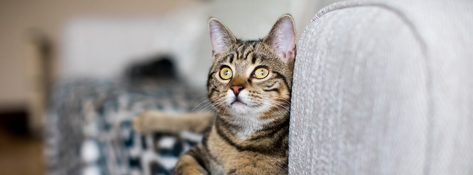 Indoor cats