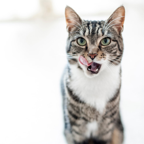 grey-and-white tabby cat licking their lips