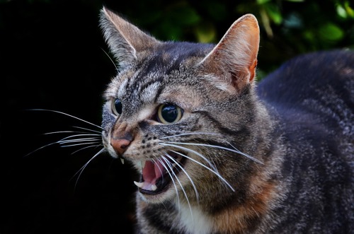 brown tabby cat hissing