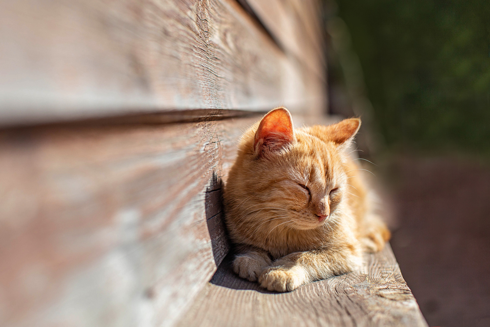 Cats Protection Norwich & District Branch