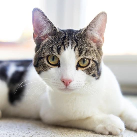 Grey Cat