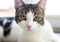 Grey and white cat looking at camera