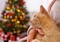 A ginger cat being held by a person. A lit-up Christmas tree is blurred in the background.