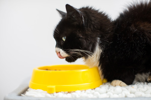 side view of a long-haired black-and-white cat licking their lips while sat behind a yellow cat food bowl