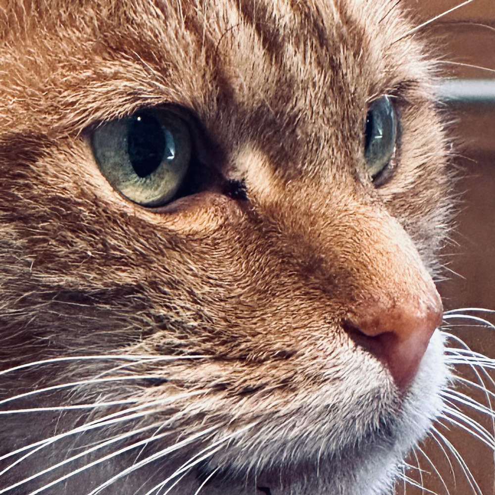 Stray cat found bleeding finds forever home