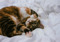 Tabby cat rolling on bed