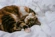 Tabby cat rolling on bed