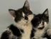 Birmingham Kittens (1)