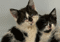 Two scruffy-looking black-and-white kittens