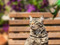 long-haired brown tabby cat sat on wooden garden bench in the sunshine