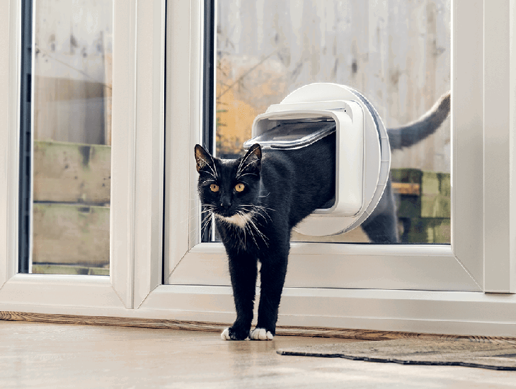 Microchipping cats What you need to know Cats Protection