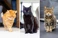 Senior Cats Thumbnail