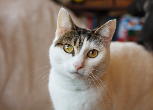 white cat with brown tabby patch on head and yellow eyes