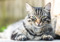 Long-haired brown tabby cat lying down outside
