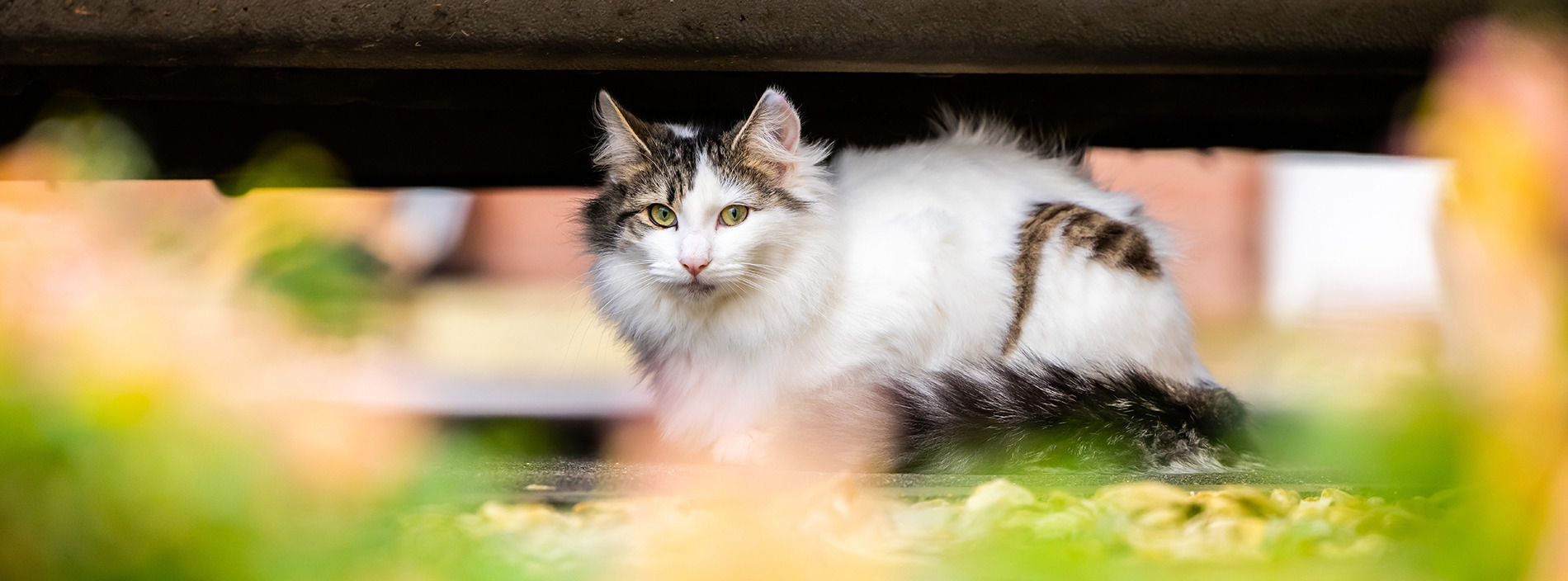 Found a cat