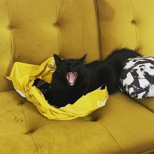 A black cat sat on a yellow plastic bag on a yellow sofa. The cat has its mouth open