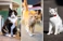 Connected Cats Thumbnail